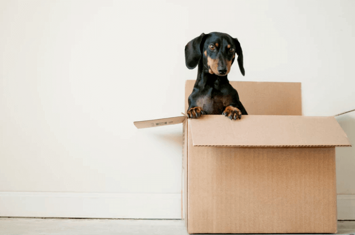 Dog in a box.